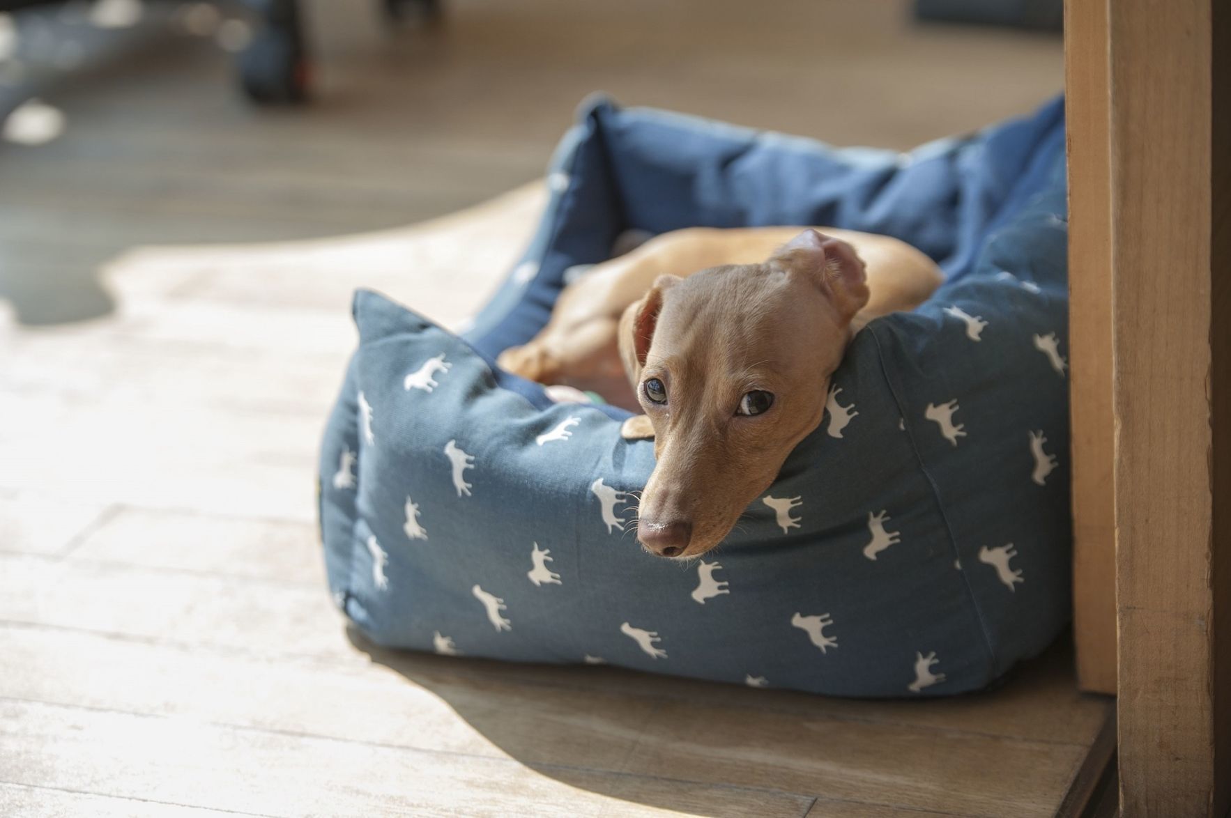 Wash your dog's bed.